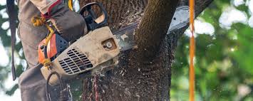 Best Storm Damage Tree Cleanup  in Needville, TX
