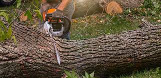 Best Tree Cabling and Bracing  in Needville, TX