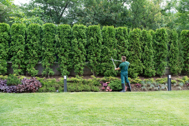 Professional Tree Services in Needville, TX