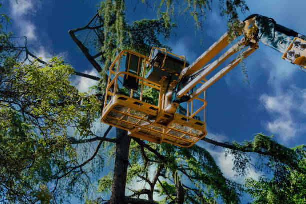 Best Emergency Tree Removal  in Needville, TX