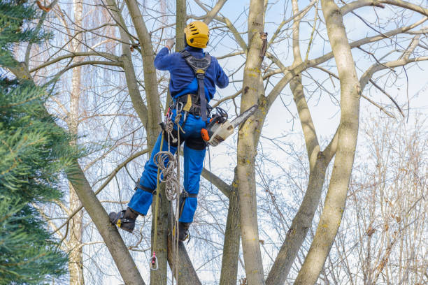 Best Palm Tree Trimming  in Needville, TX