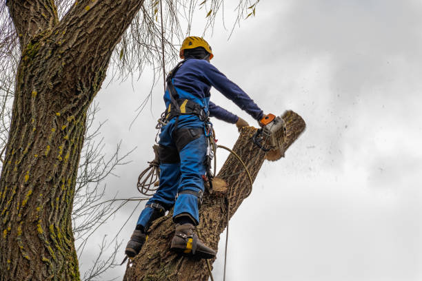 How Our Tree Care Process Works  in  Needville, TX