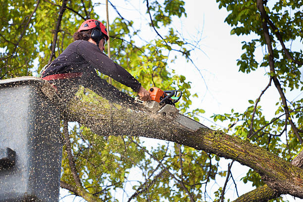 Best Lawn Maintenance Plans  in Needville, TX